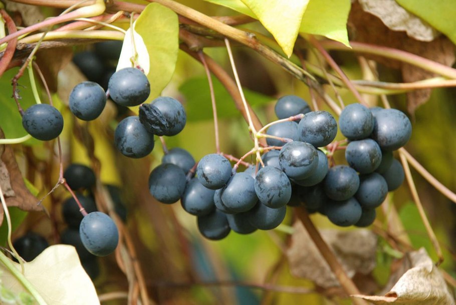 Луносемянник Даурский Лиана