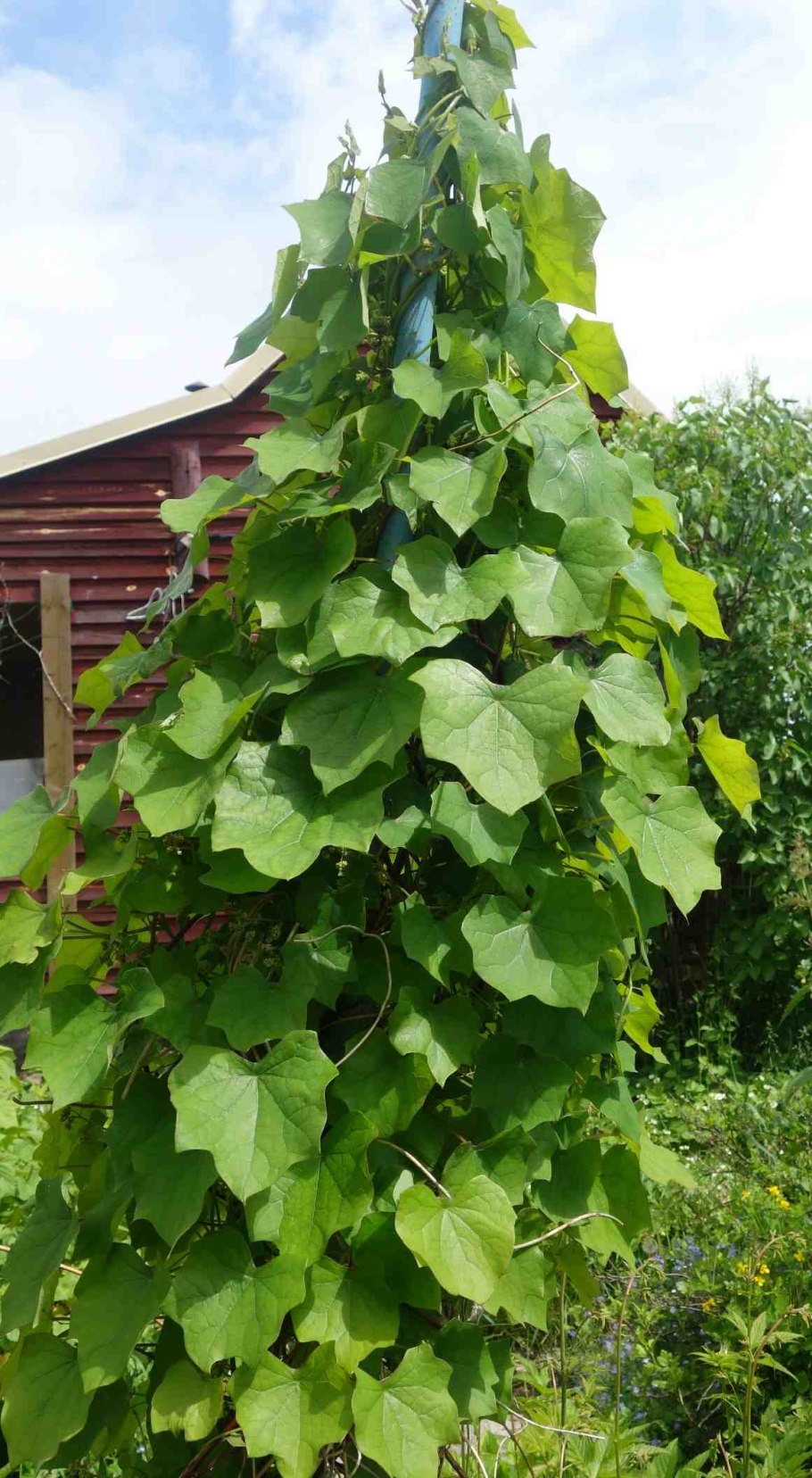 Луносемянник канадский