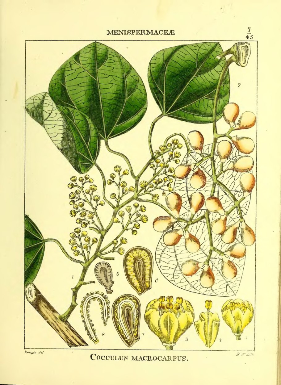 Луносемянник даурский амурский плющ