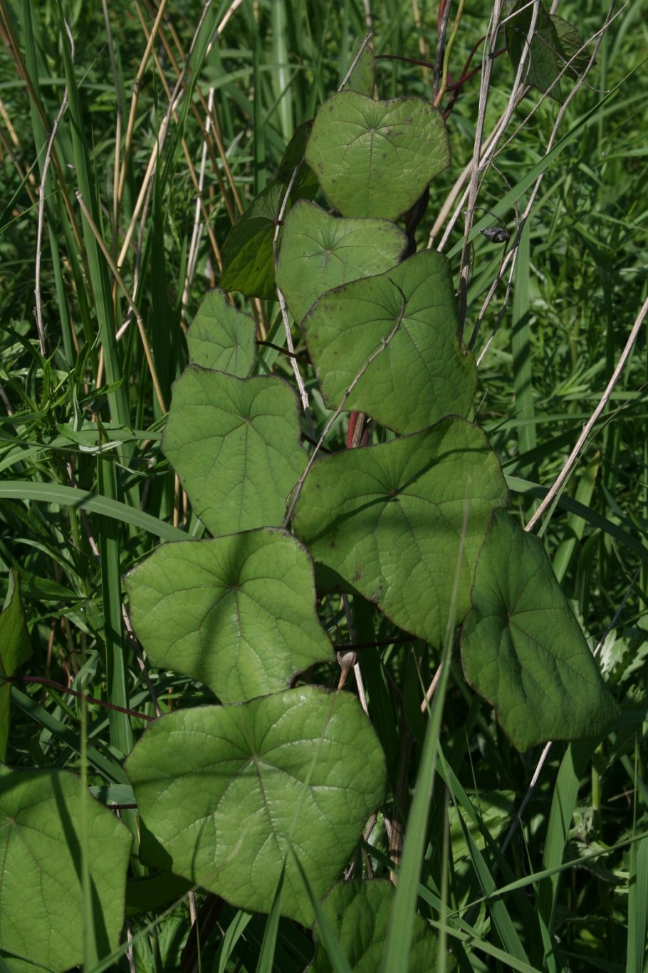 Виноград Даурский
