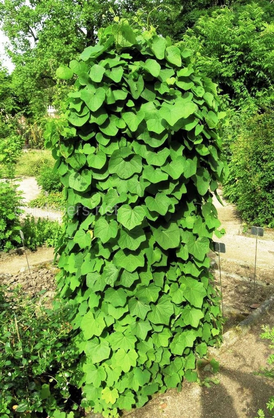 Луносемянник Лиана