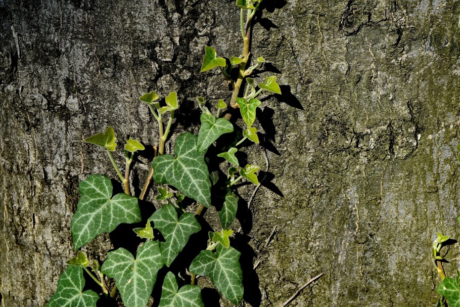 Луносемянник ландшафте