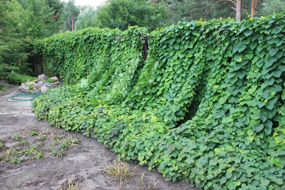Луносемянник Даурский Амурский плющ