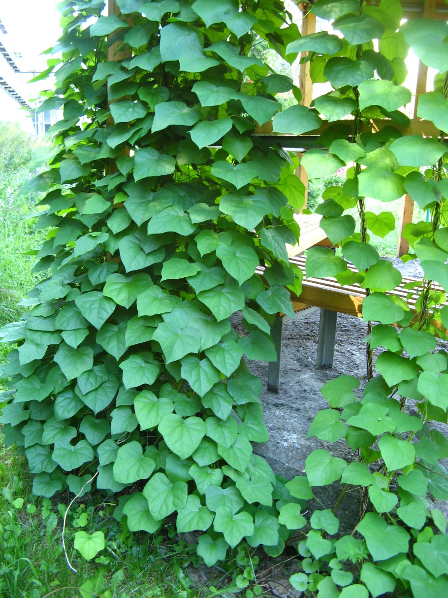 Луносемянник Даурский Амурский плющ