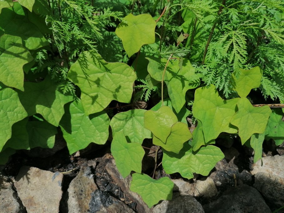 Плющ Даурский