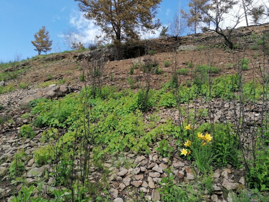 Луносемянник Даурский цветение