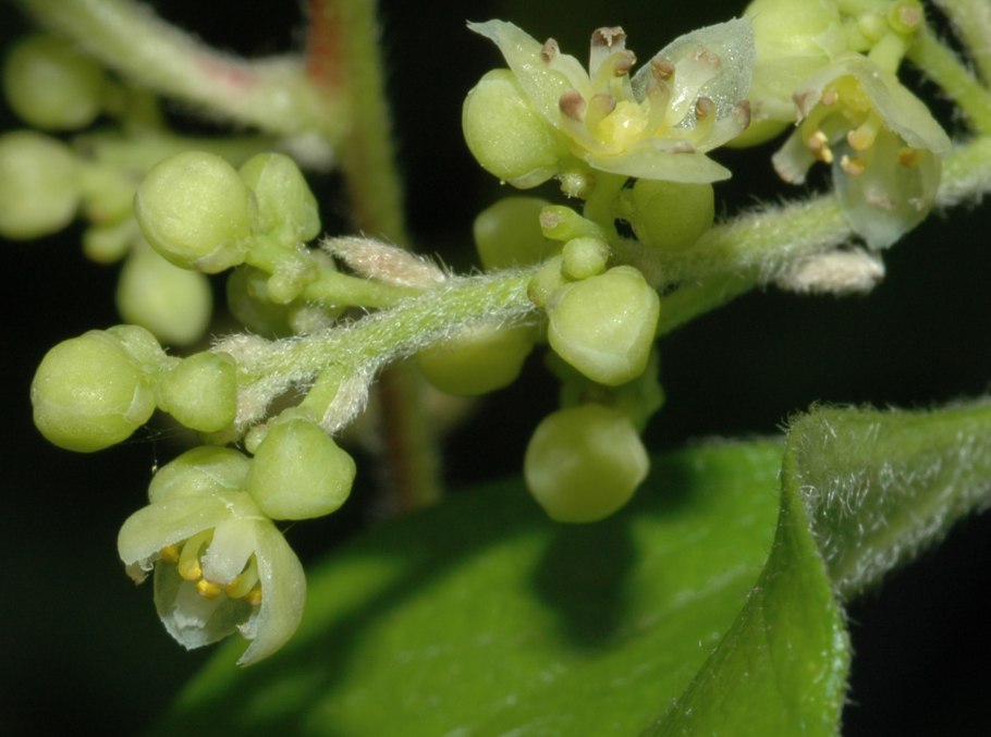 Солонечник Астра