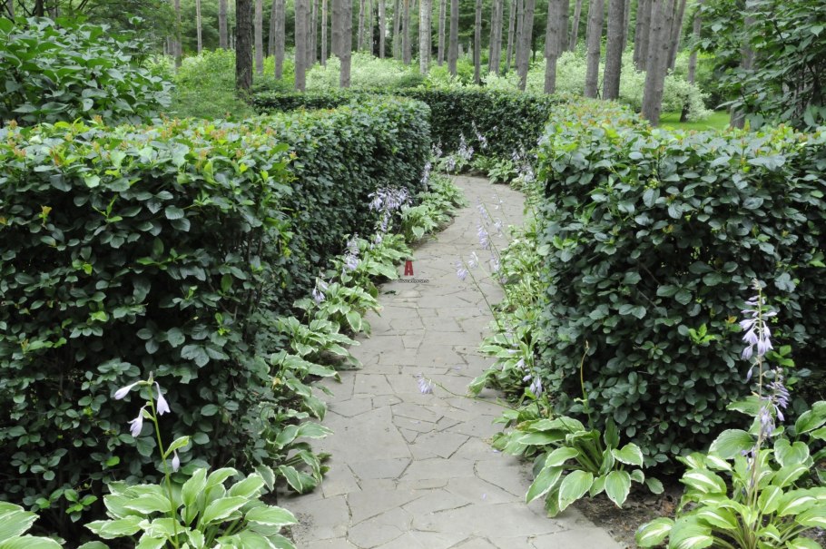 Il nature александр гривко