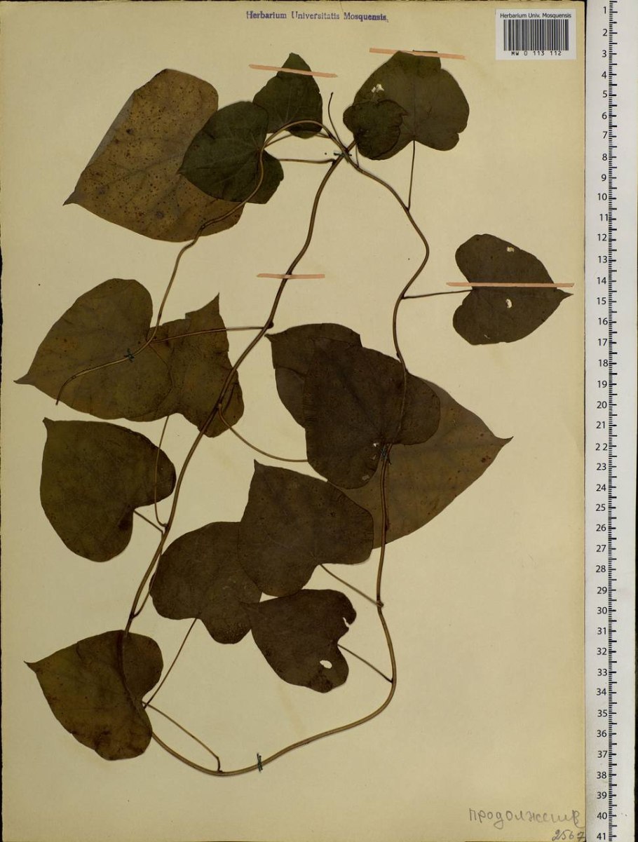 Хондродендрон войлочный