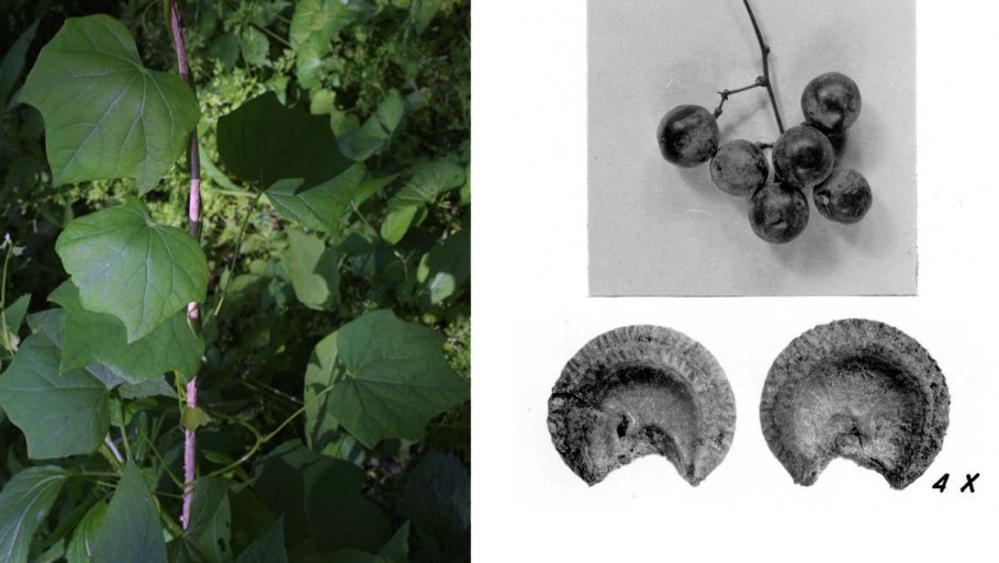 Menispermum canadense