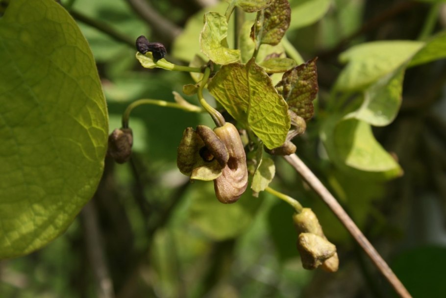 Aristolochia macrophylla