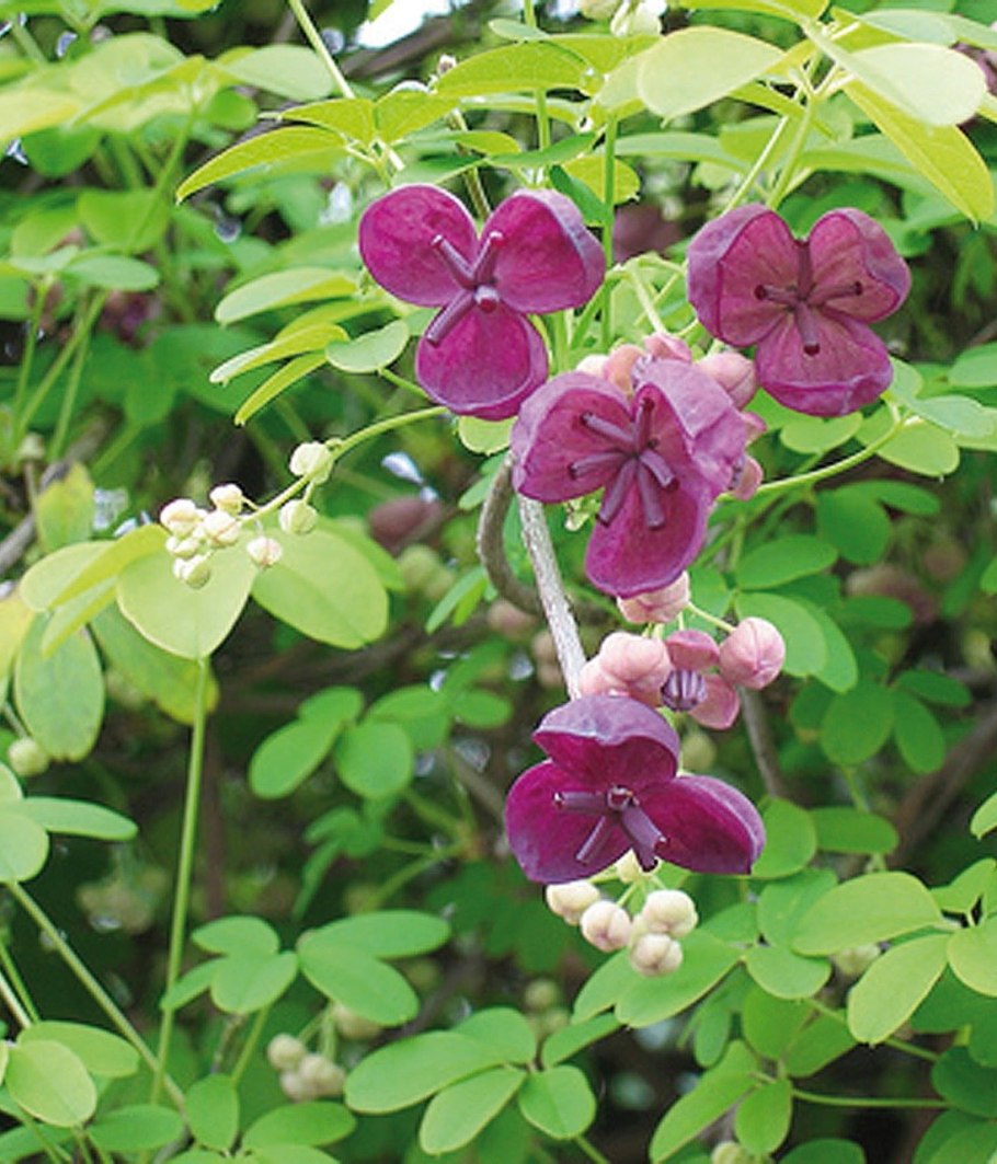 Акебия шоколадная лиана