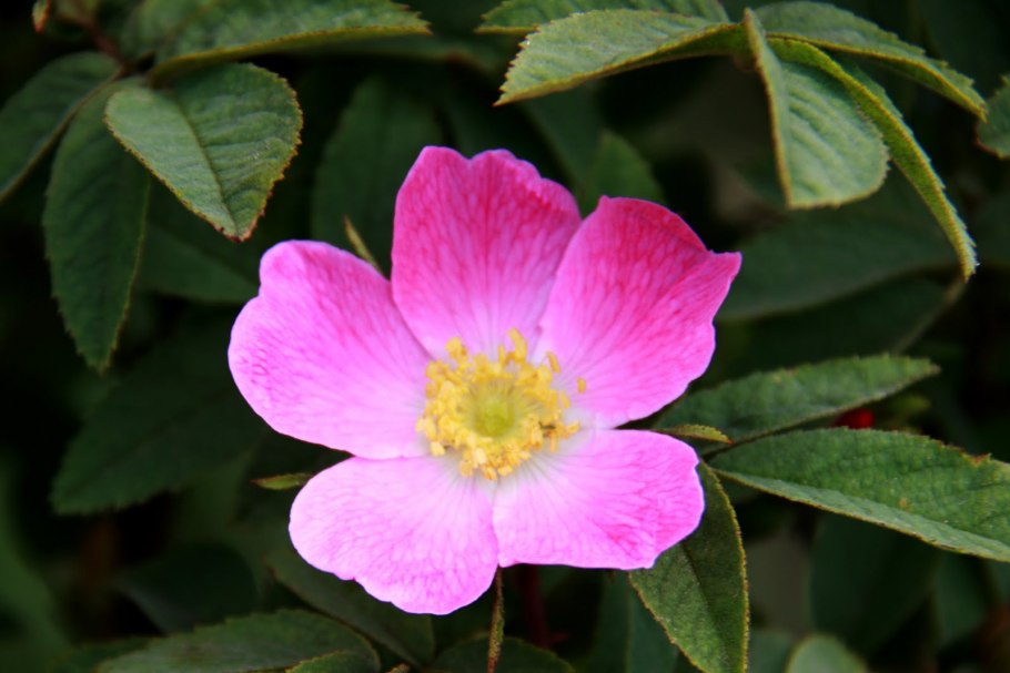 Шиповник (роза) иглистая