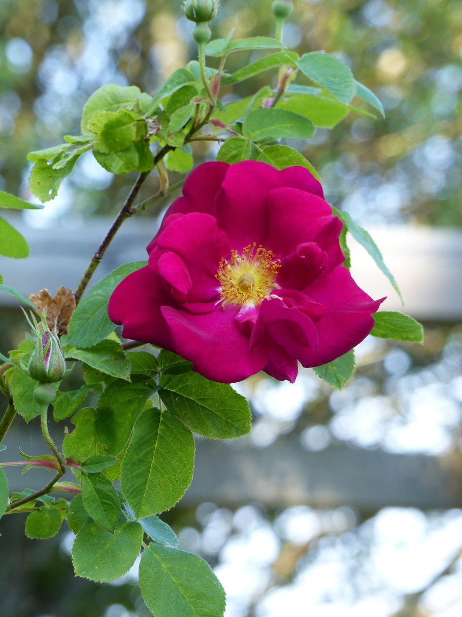 Шиповник цветок