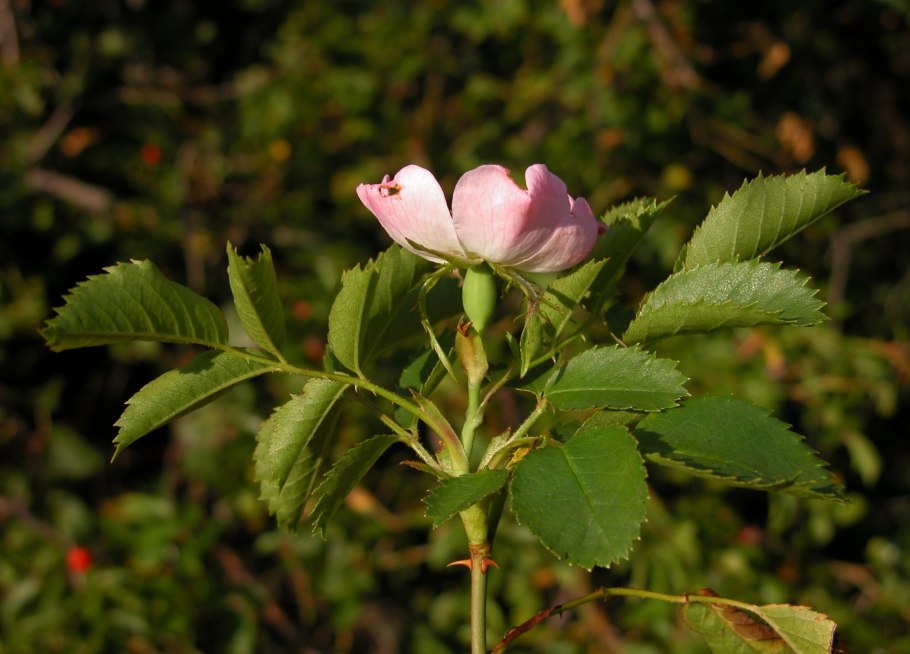 Дикая роза кустарник