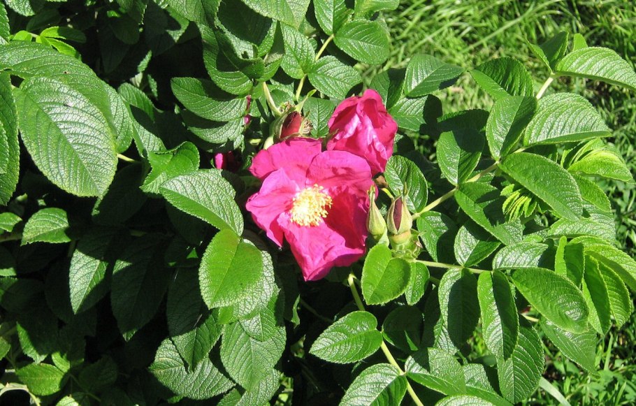 Шиповник мускусный