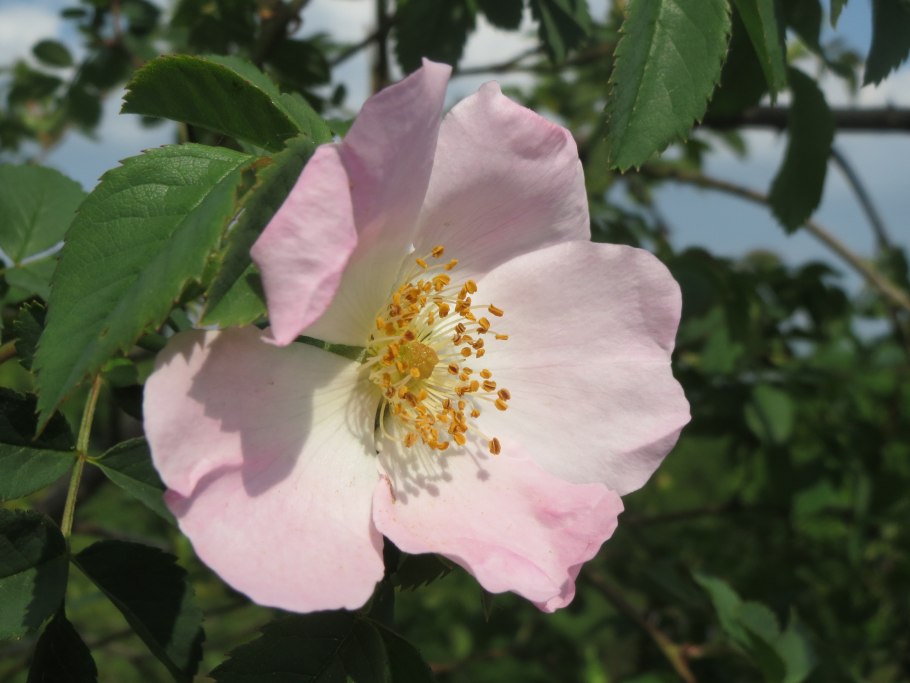 Шиповник гейша