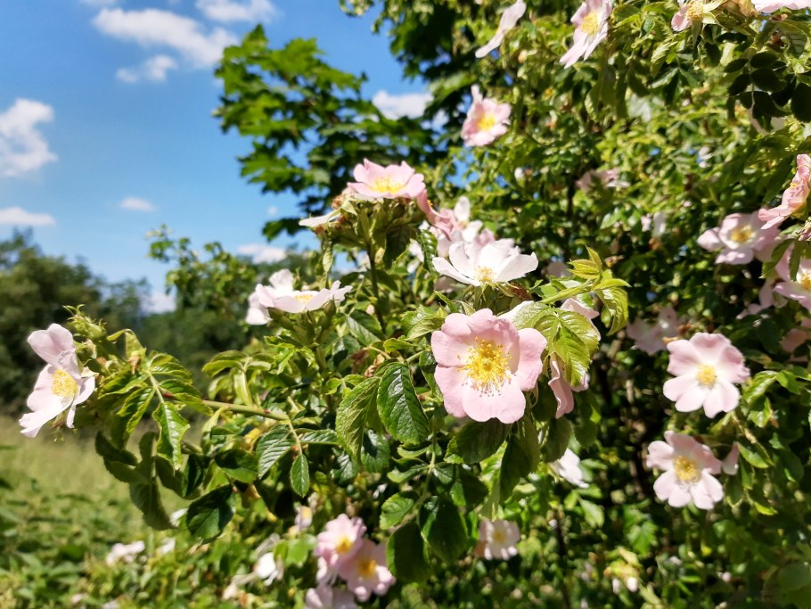 Шиповник rosa canina