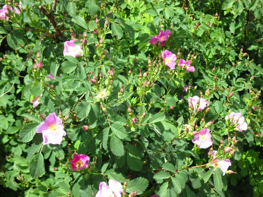 Шиповник иглистый куст