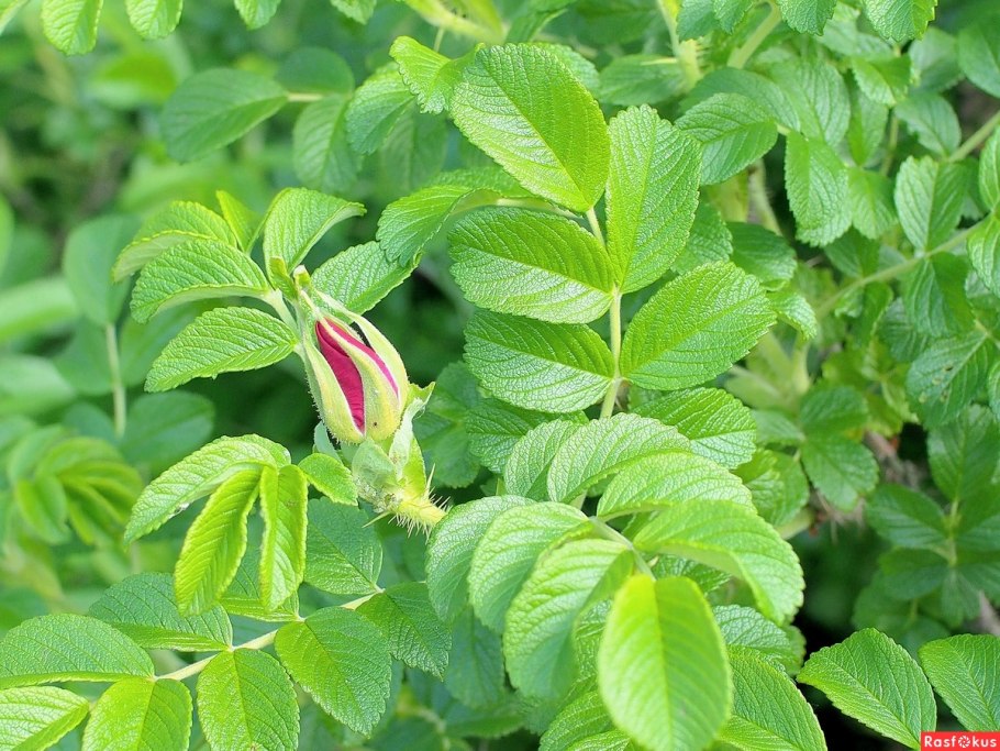 Шиповник иглистый листья