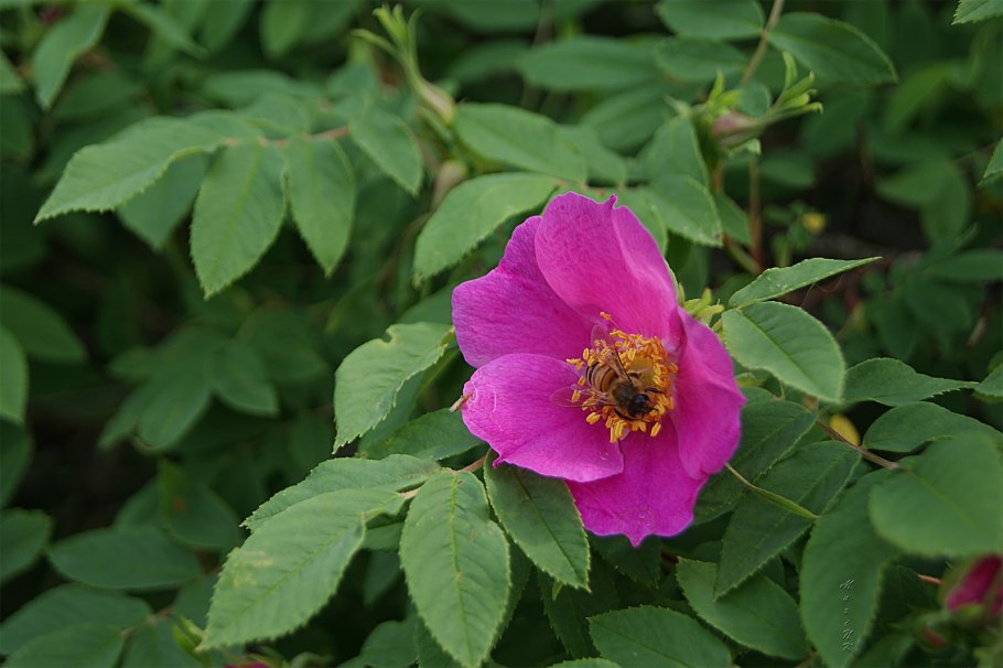 Шиповник высота куста