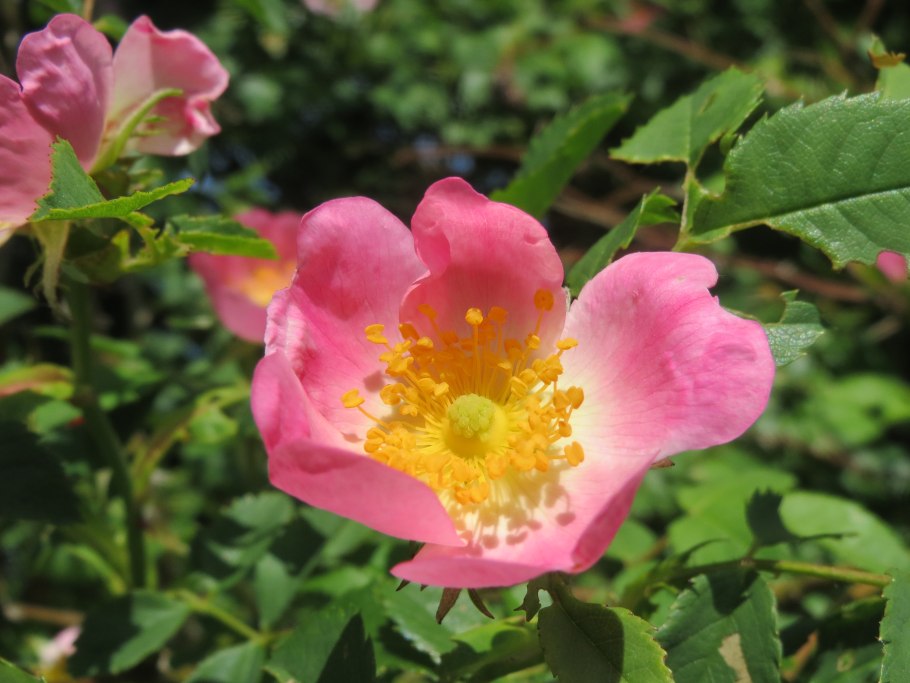 Шиповник каролинский