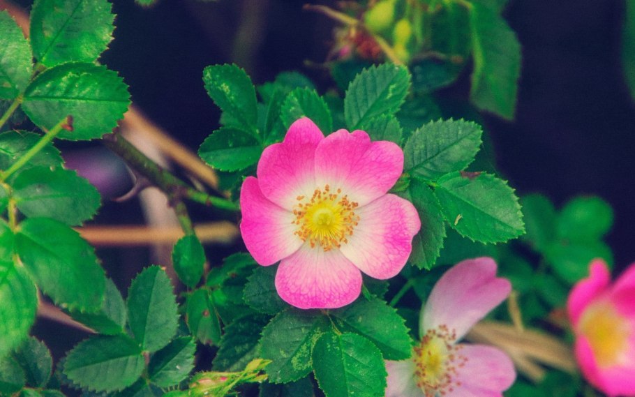 Шиповник мелкоцветковый