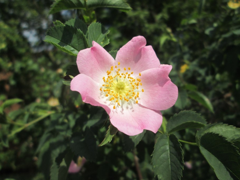 Rosa canina
