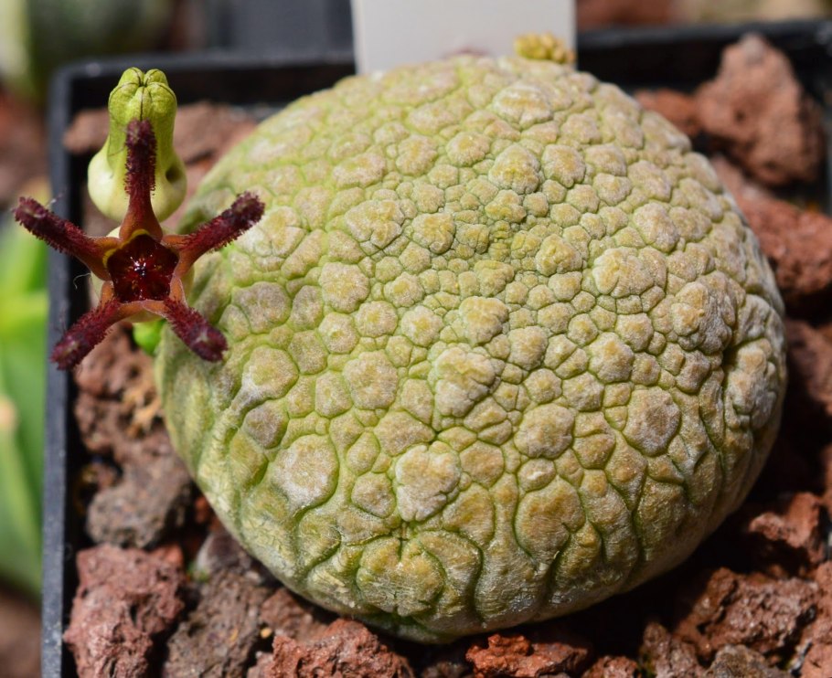 Растения семейства кизиловых