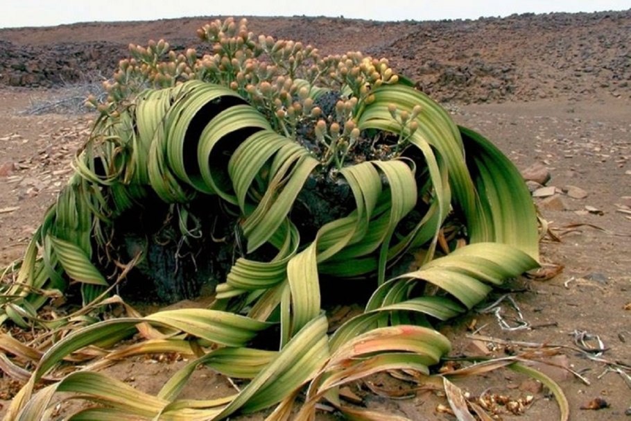 Welwitschia mirabilis