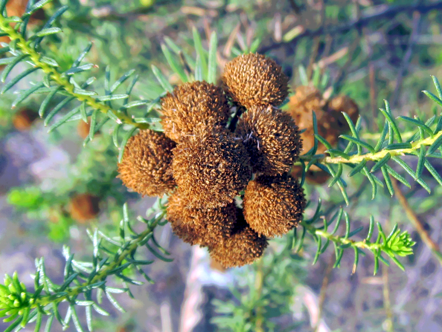 АИР обыкновенный - Acorus Calamus