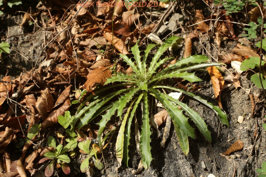 Жирянка обыкновенная