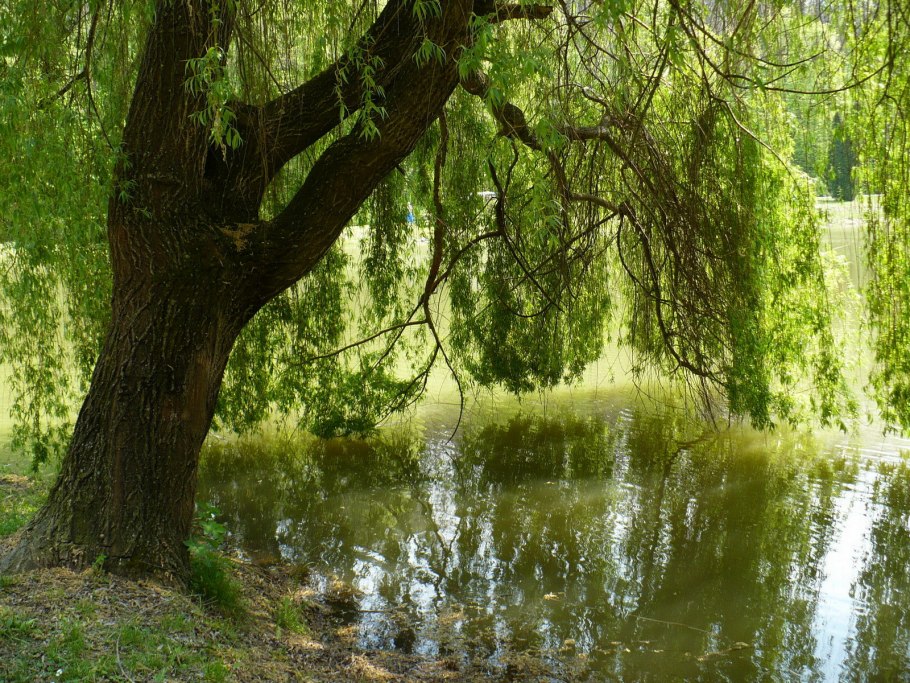 Плакучая Ива у речки