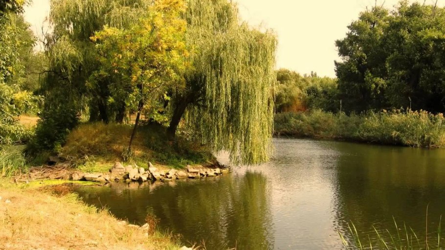 Плакучая Ива на реке Кубань