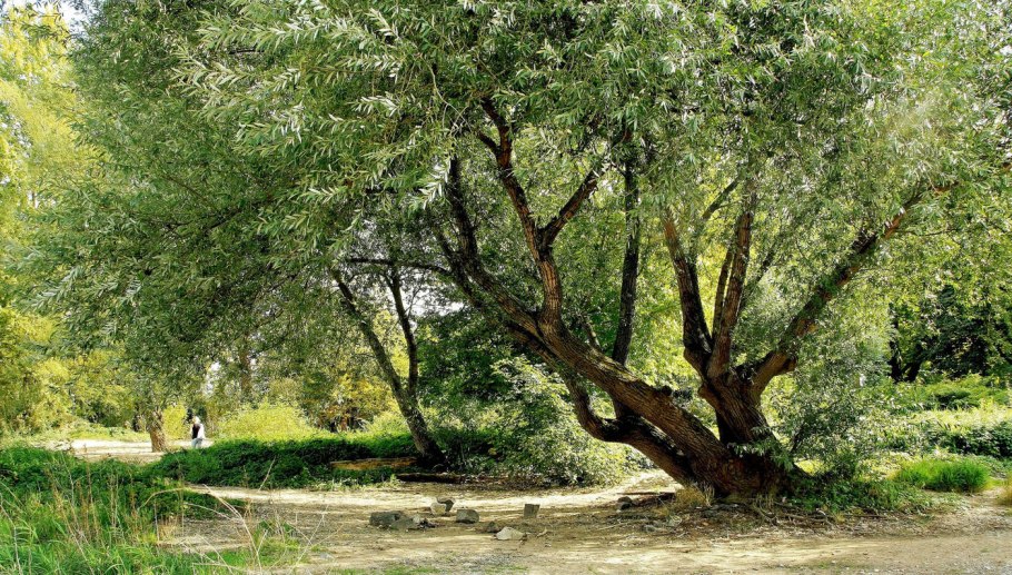 Ива Капская