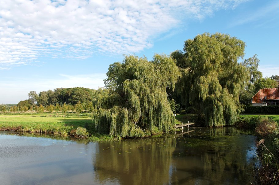 Ива плакучая над рекой в деревне