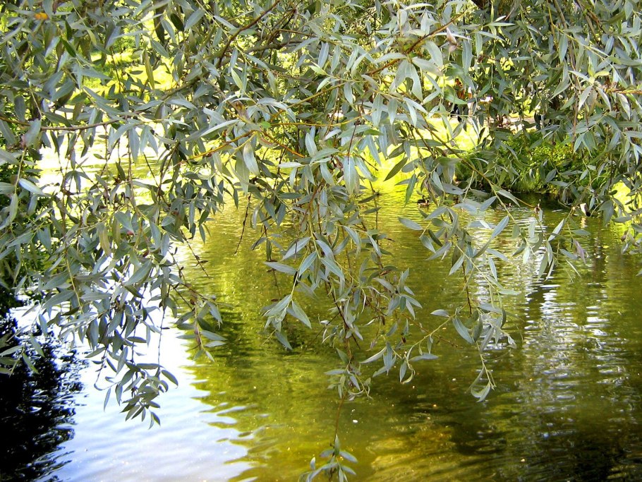 Деревья растущие вдоль рек