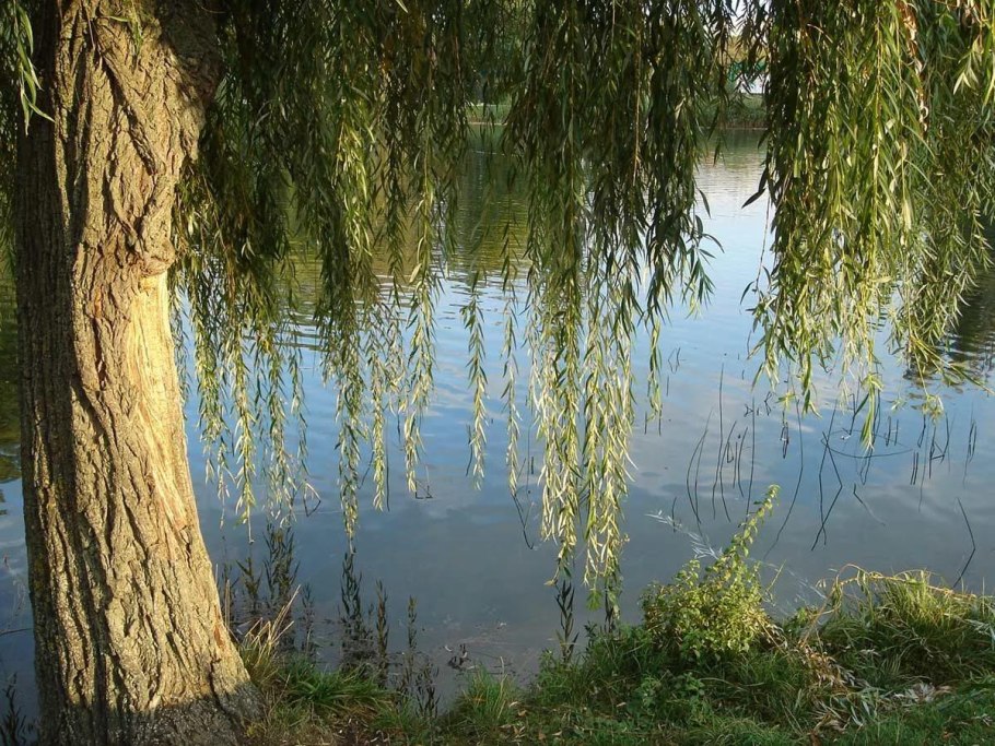 Ивы на чистых прудах