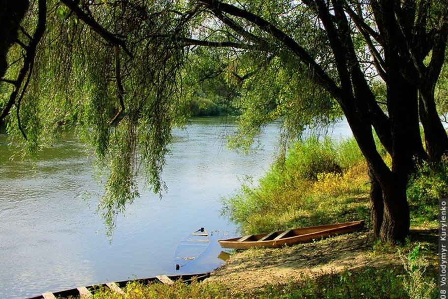 Ива над рекой