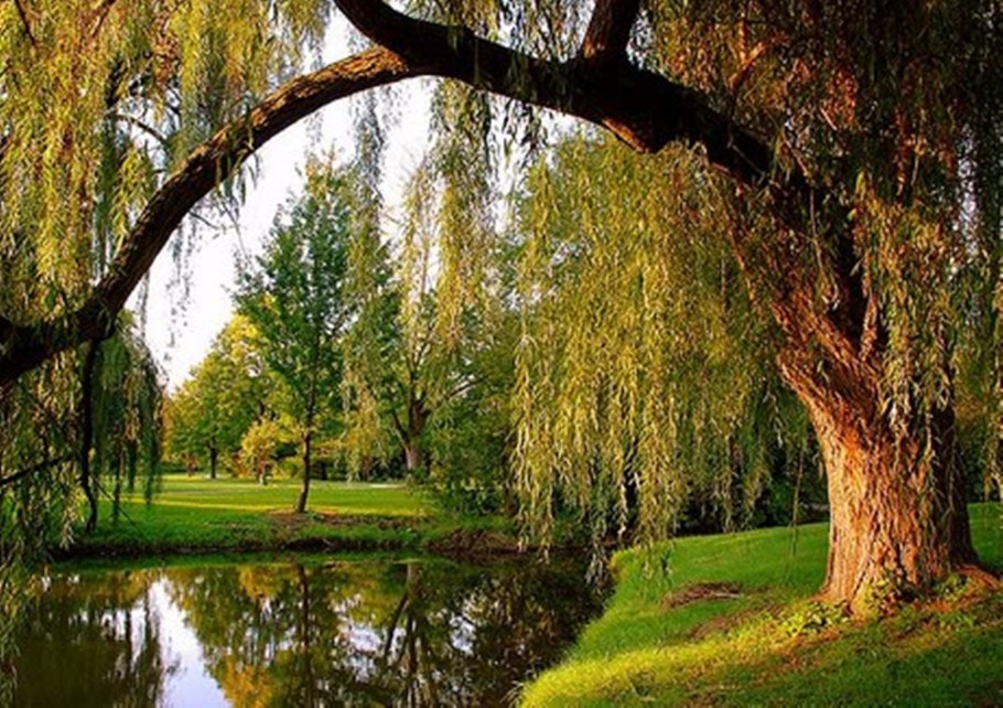 Плакучая ива у реки