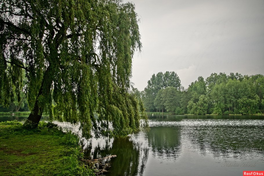 Плакучая Ива у озера