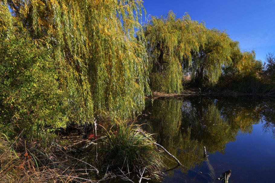 Ива плакучая Барские пруды
