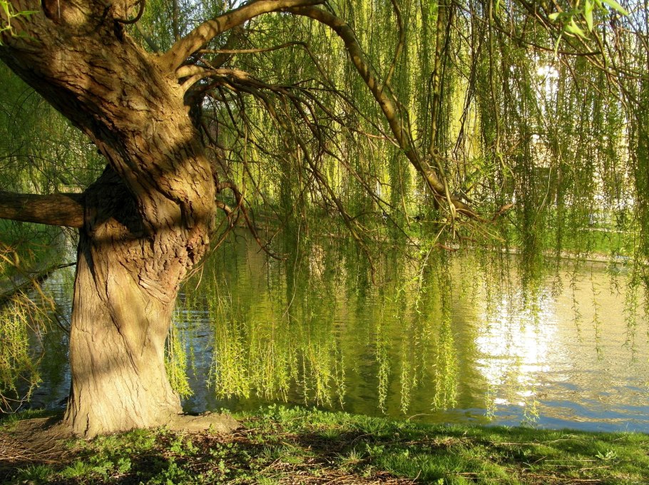 Плакучая Ива в лесу