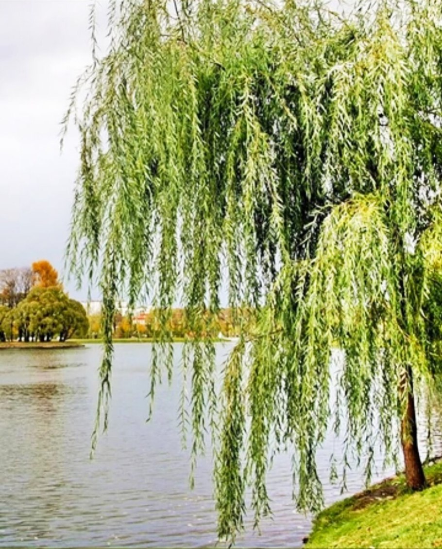 Ива остролистная плакучая