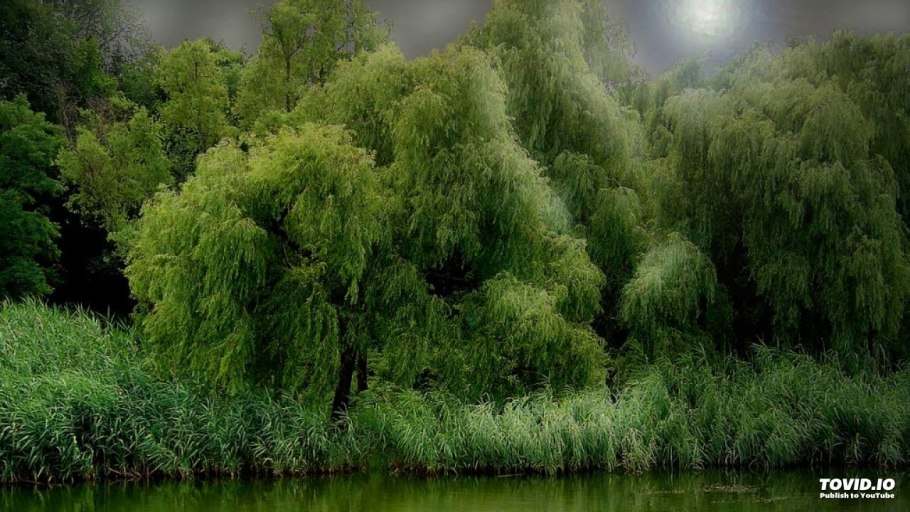 Ивушка Ива зеленая