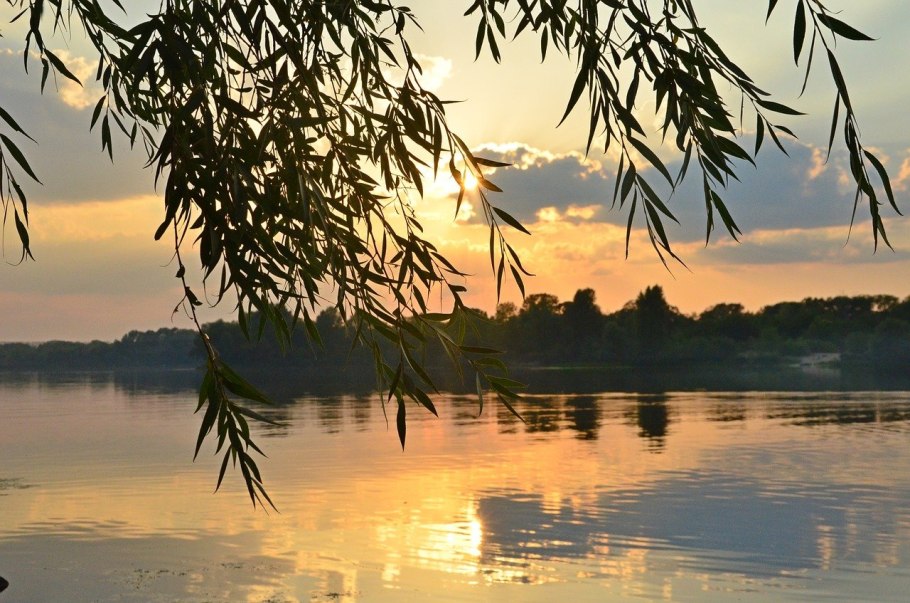 Ива на закате