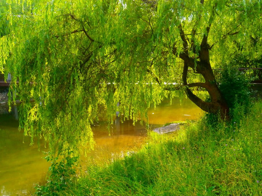Плакучая Ива у реки