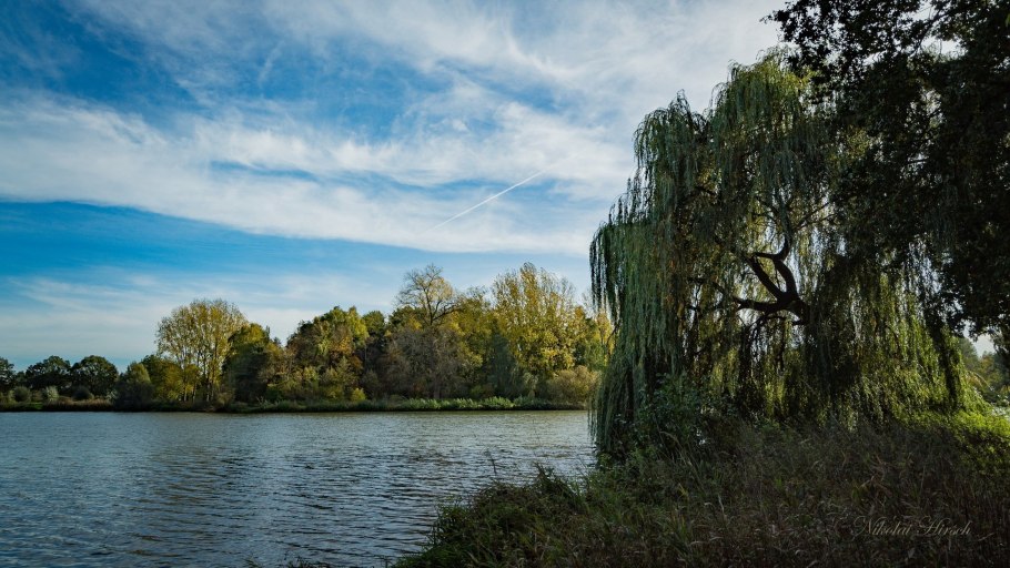 Ива Вавилонская Урал