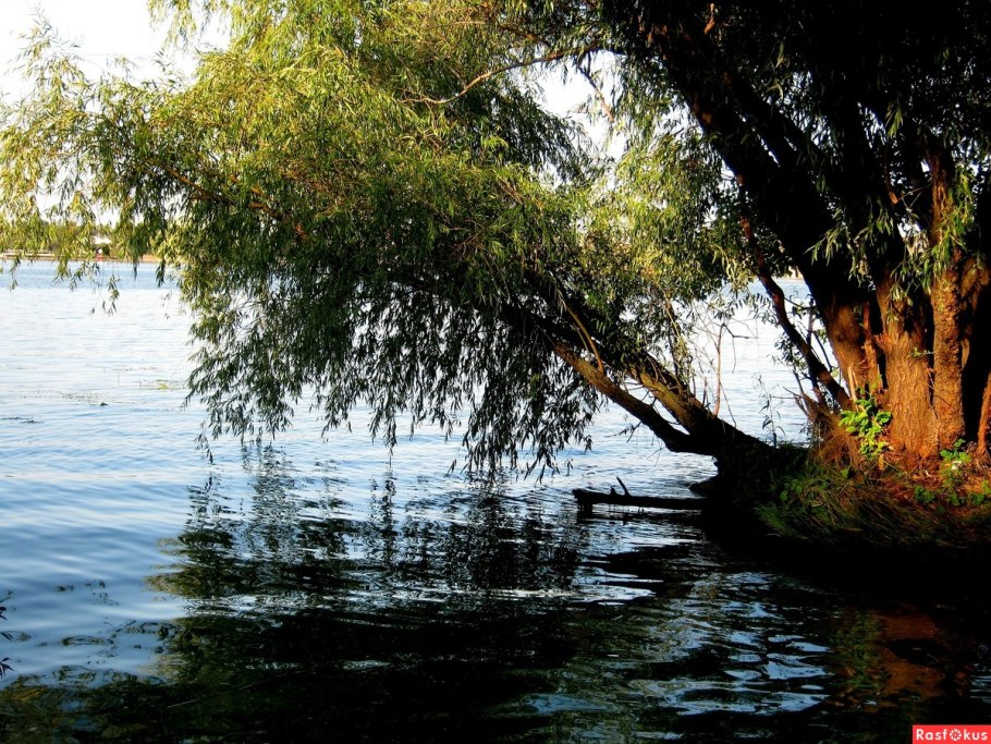 Ива Дельта Волги