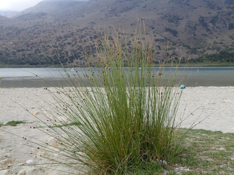 Сцирпоидес обыкновенный